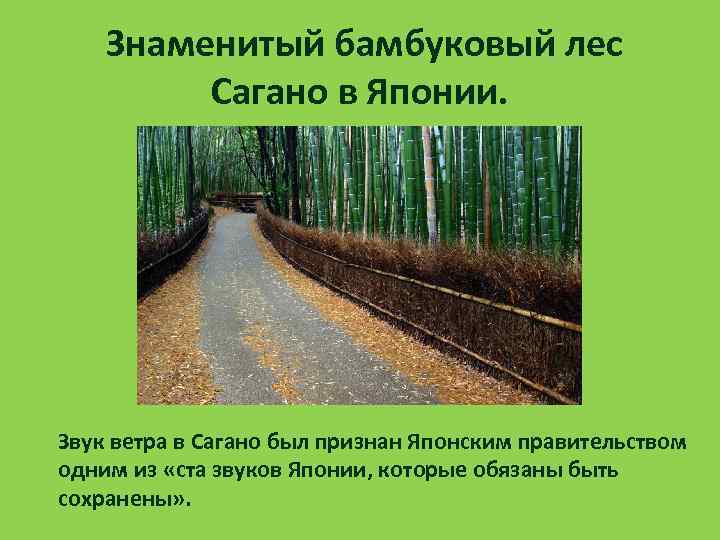  Знаменитый бамбуковый лес Сагано в Японии. Звук ветра в Сагано был признан Японским