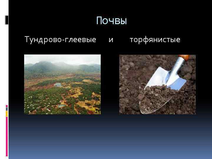 Почвы Тундрово-глеевые и торфянистые 