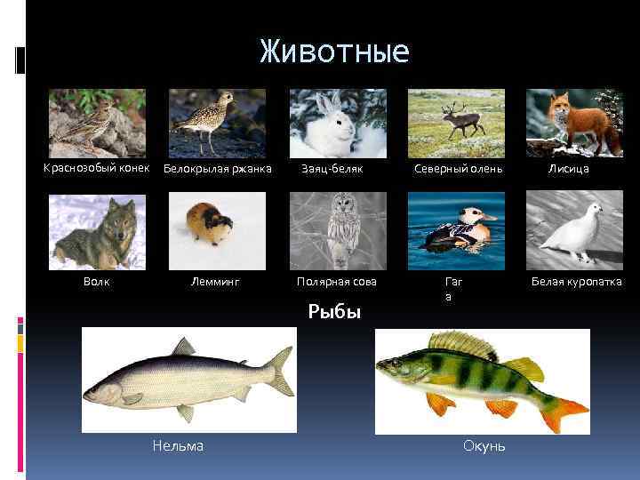 Животные Краснозобый конек Белокрылая ржанка Волк Лемминг Заяц-беляк Полярная сова Рыбы Нельма Северный олень