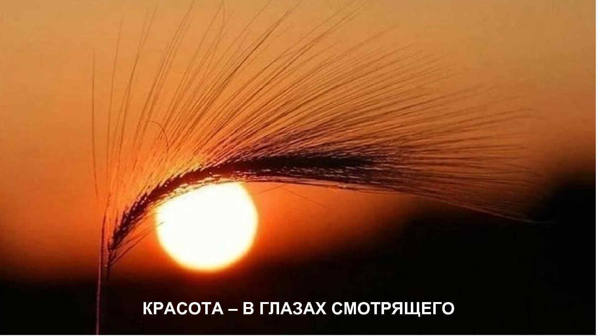 КРАСОТА – В ГЛАЗАХ СМОТРЯЩЕГО 