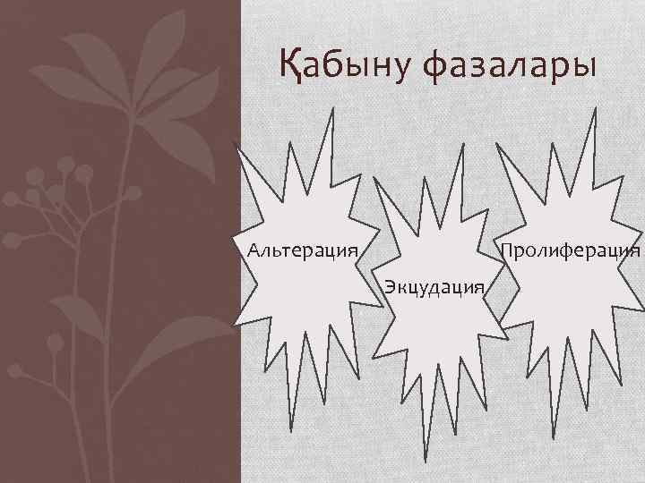 Қабыну фазалары Пролиферация Альтерация Экцудация 