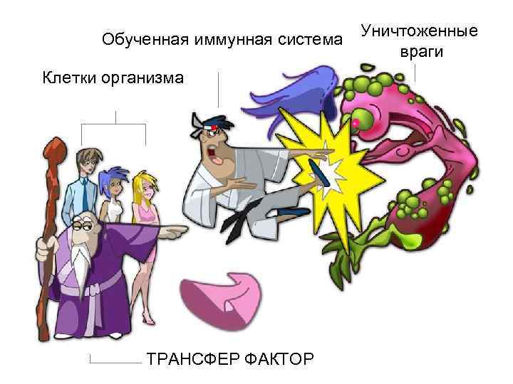 Обученная иммунная система Клетки организма ТРАНСФЕР ФАКТОР Уничтоженные враги 