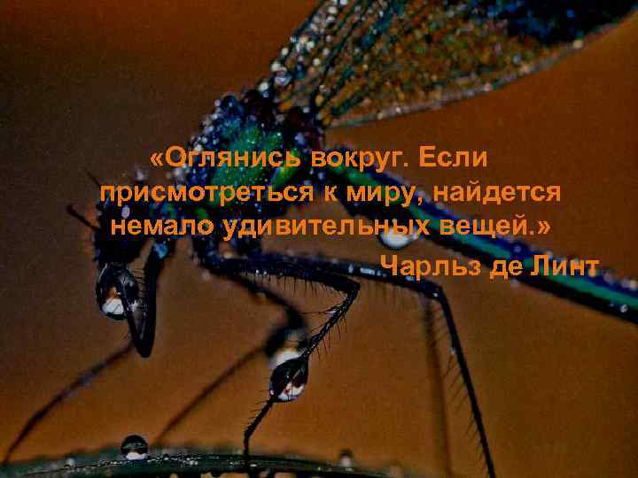  «Оглянись вокруг. Если присмотреться к миру, найдется немало удивительных вещей. » Чарльз де