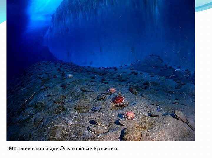 Морские ежи на дне Океана возле Бразилии. 