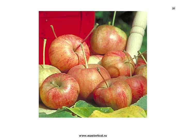 20 www. mastertext. ru 