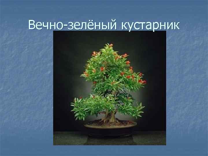 Вечно-зелёный кустарник 