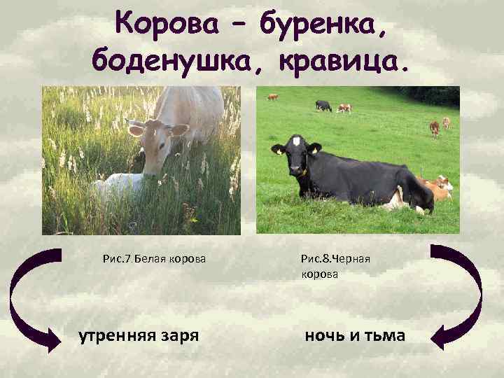 Корова – буренка, боденушка, кравица. Рис. 7. Белая корова утренняя заря Рис. 8. Черная