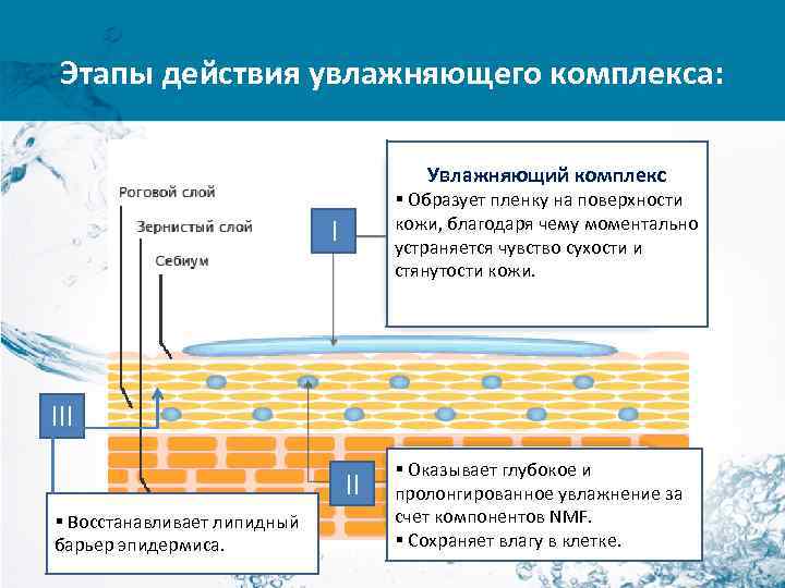 Этапы действия увлажняющего комплекса: Увлажняющий комплекс § Образует пленку на поверхности кожи, благодаря чему