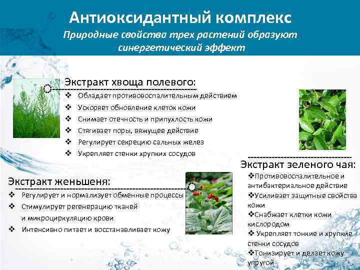 Антиоксидантный комплекс Природные свойства трех растений образуют синергетический эффект Экстракт хвоща полевого: v v