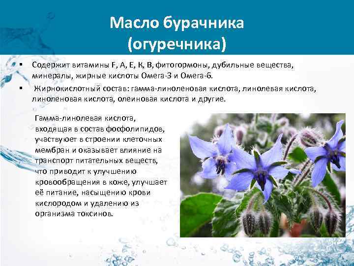 Масло бурачника (огуречника) § § Содержит витамины F, А, Е, К, В, фитогормоны, дубильные