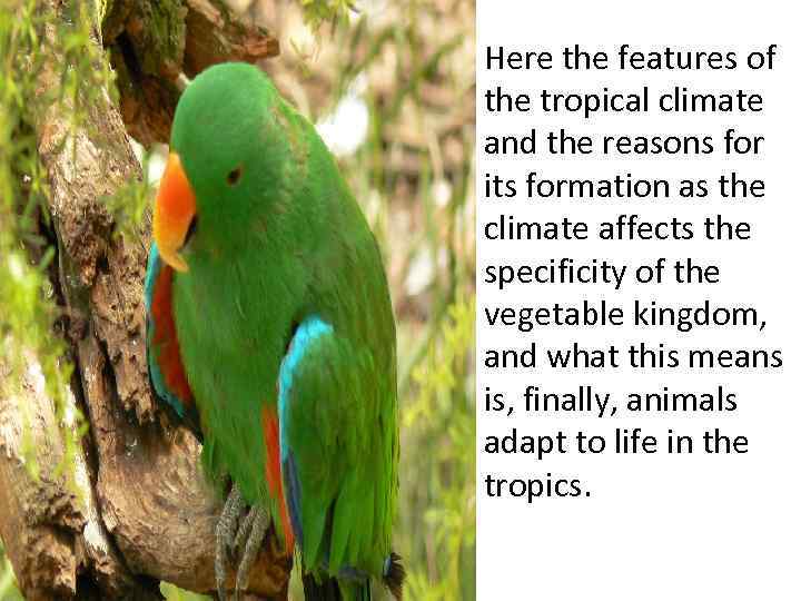 Here the features of the tropical climate and the reasons for its formation as