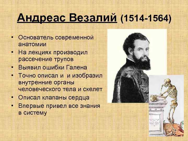 Андреас Везалий (1514 -1564) • Основатель современной анатомии • На лекциях производил рассечение трупов