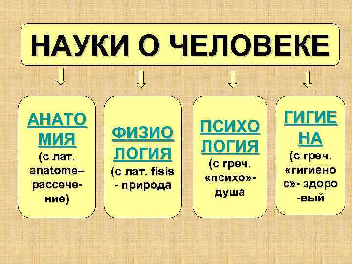 НАУКИ О ЧЕЛОВЕКЕ АНАТО МИЯ (с лат. anatome– рассечение) ФИЗИО ЛОГИЯ (с лат. fisis