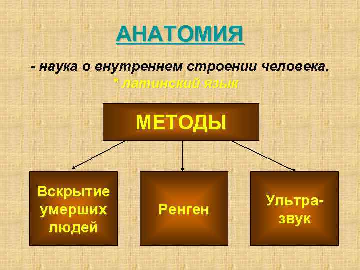 АНАТОМИЯ - наука о внутреннем строении человека. * латинский язык МЕТОДЫ Вскрытие умерших людей