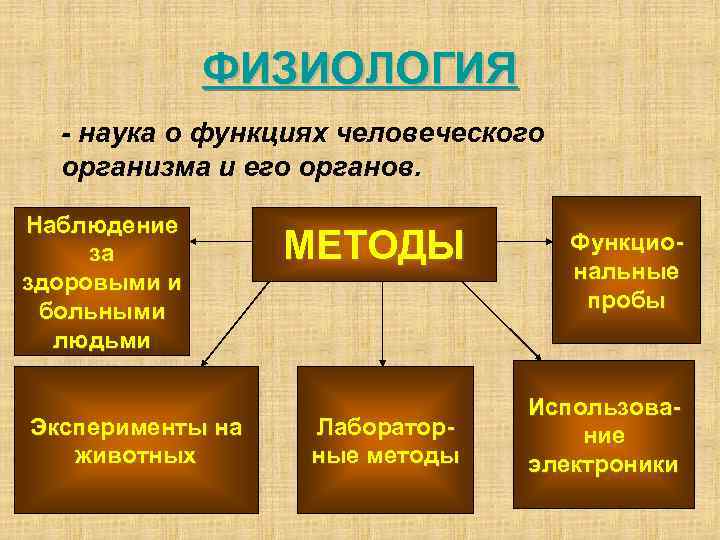 ФИЗИОЛОГИЯ - наука о функциях человеческого организма и его органов. Наблюдение за здоровыми и