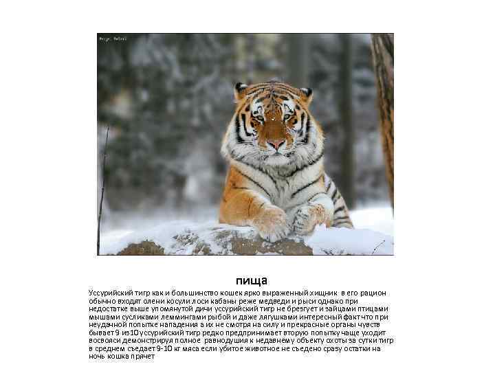пища Уссурийский тигр как и большинство кошек ярко выраженный хищник в его рацион обычно