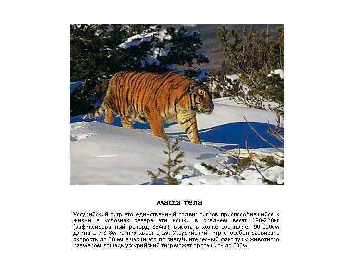 Уссурийский тигр биологический прогресс. Вес Уссурийского тигра. Условия жизни тигра. Как приспосабливаются тигры. Уссурийский тигр рядом с человеком.