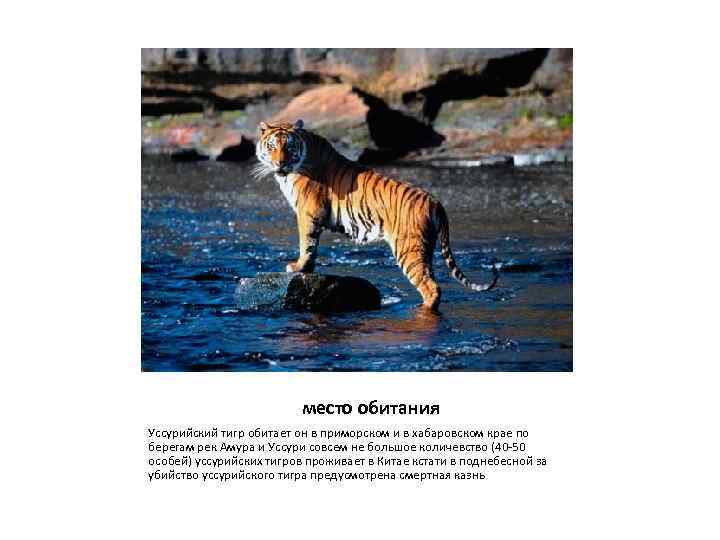 Амурский тигр среда обитания. Уссурийский тигр место обитания.
