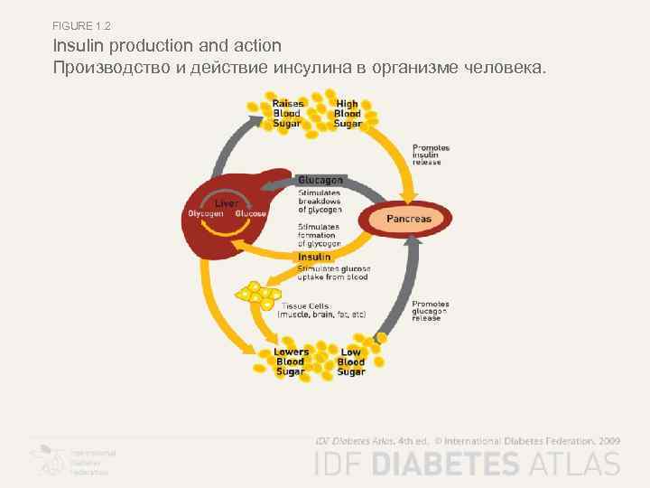 FIGURE 1. 2 Insulin production and action Производство и действие инсулина в организме человека.
