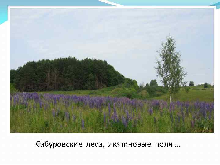 Сабуровские леса, люпиновые поля … 