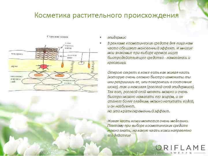 Косметика растительного происхождения • • эпидермис В рекламе косметических средств для лица нам часто