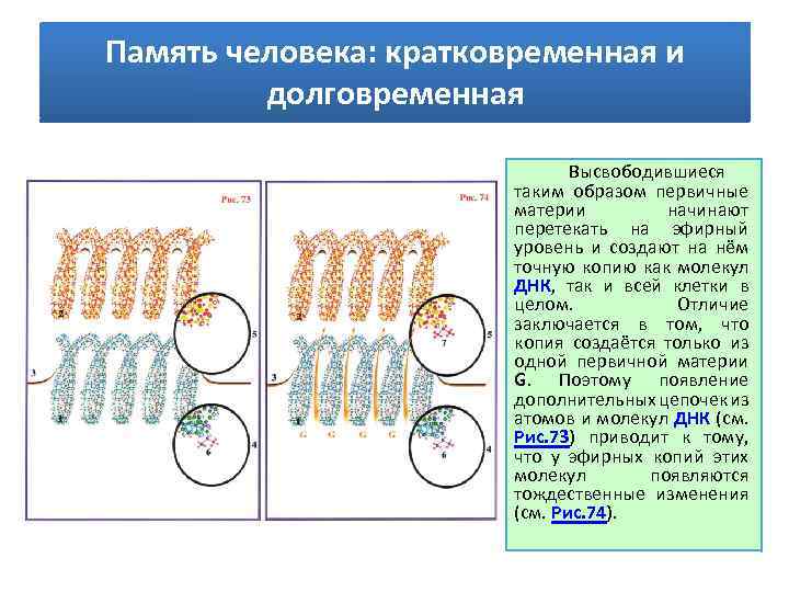 Память человека: кратковременная и долговременная Высвободившиеся таким образом первичные материи начинают перетекать на эфирный