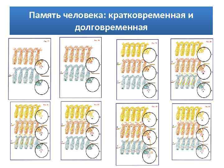 Память человека: кратковременная и долговременная 