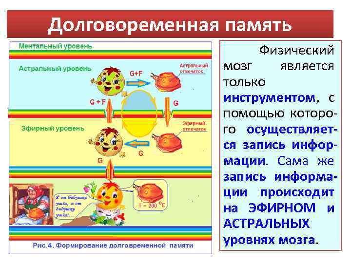 Долговоременная память Физический мозг является только инструментом, с помощью которо го осуществляется запись информации.