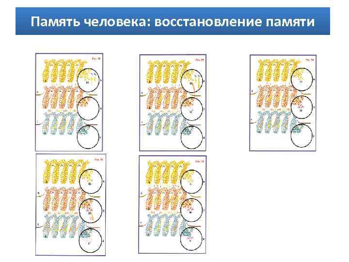Память человека: восстановление памяти 