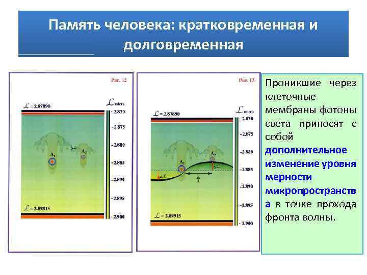 Память человека: кратковременная и долговременная Проникшие через клеточные мембраны фотоны света приносят с собой