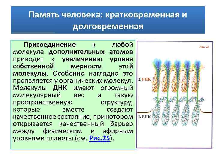 Память человека: кратковременная и долговременная Присоединение к любой молекуле дополнительных атомов приводит к увеличению