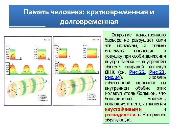 Память человека: кратковременная и долговременная Открытие качественного барьера не разрушает сами эти молекулы, а
