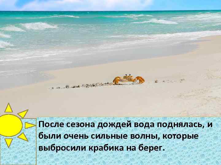После сезона дождей вода поднялась, и были очень сильные волны, которые выбросили крабика на