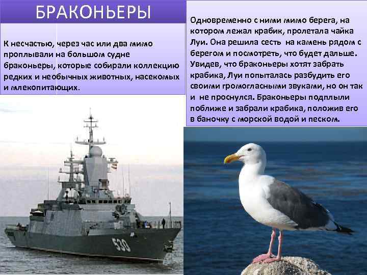 БРАКОНЬЕРЫ К несчастью, через час или два мимо проплывали на большом судне браконьеры, которые