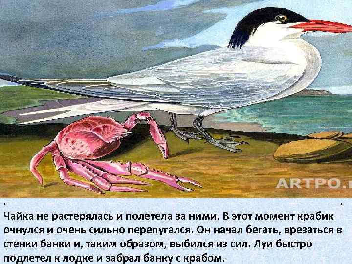 . . Чайка не растерялась и полетела за ними. В этот момент крабик очнулся