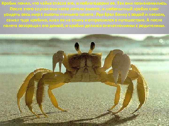 Крабик понял, что чайка спасла его, и поблагодарил ее. Так они познакомились. После этого
