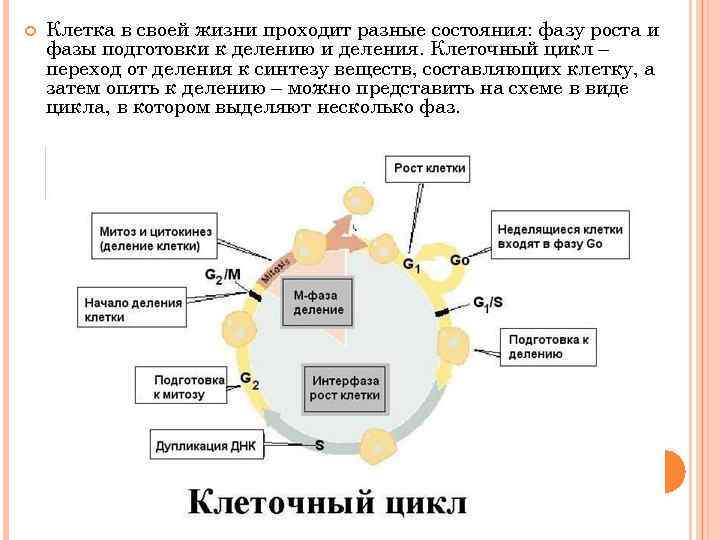  Клетка в своей жизни проходит разные состояния: фазу роста и фазы подготовки к