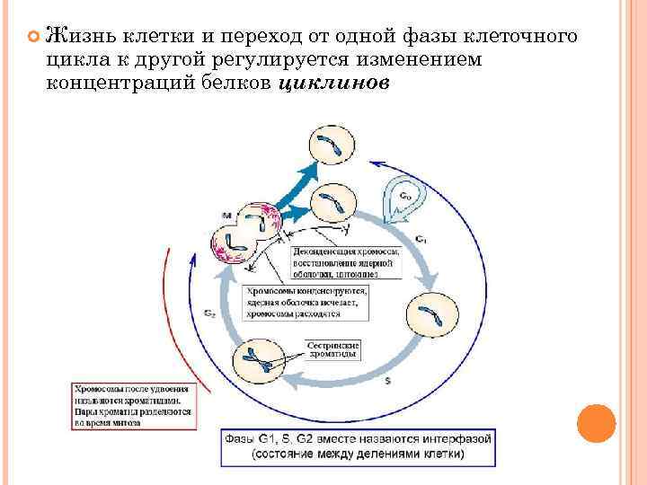  Жизнь клетки и переход от одной фазы клеточного цикла к другой регулируется изменением