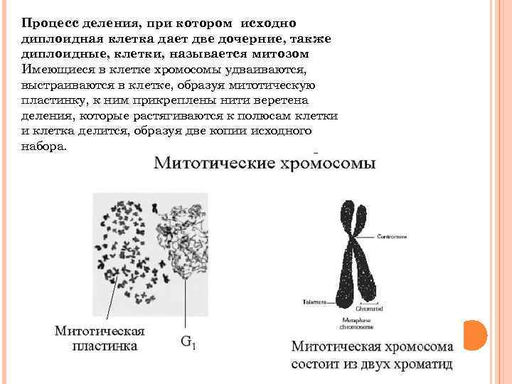 Процесс деления, при котором исходно диплоидная клетка дает две дочерние, также диплоидные, клетки, называется