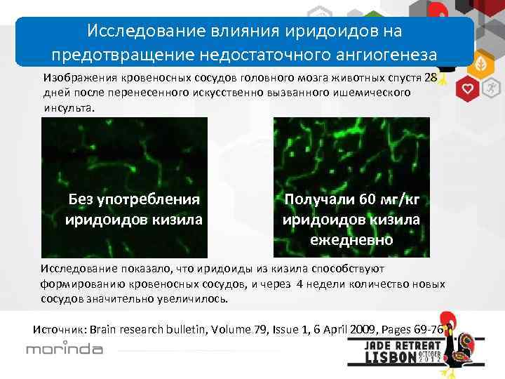 Исследование влияния иридоидов на предотвращение недостаточного ангиогенеза Изображения кровеносных сосудов головного мозга животных спустя