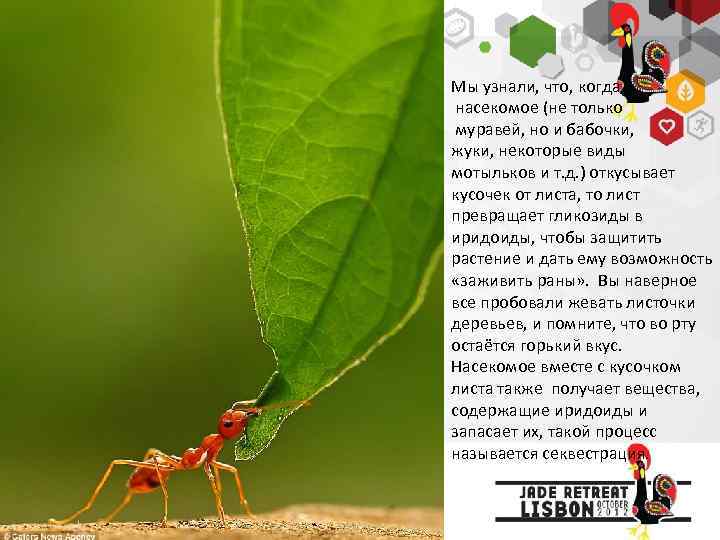 Мы узнали, что, когда насекомое (не только муравей, но и бабочки, жуки, некоторые виды