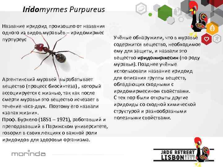 Iridomyrmes Purpureus Название иридоид произошло от названия одного из видов муравьёв – иридомирмес пурпуреус