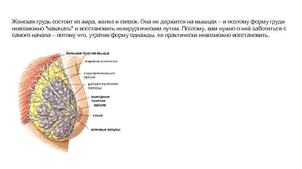 Молочные железы жировые