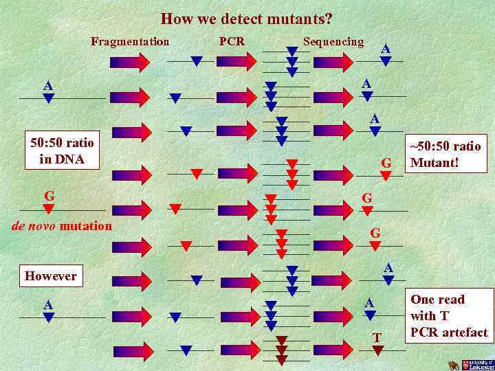 How we detect mutants? Fragmentation A PCR Sequencing A A A 50: 50 ratio