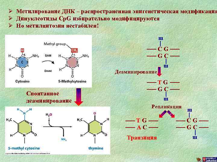 Ø Метилирование ДНК – распространенная эпигенетическая модификация Ø Динуклеотиды Cp. G избирательно модифицируются Ø