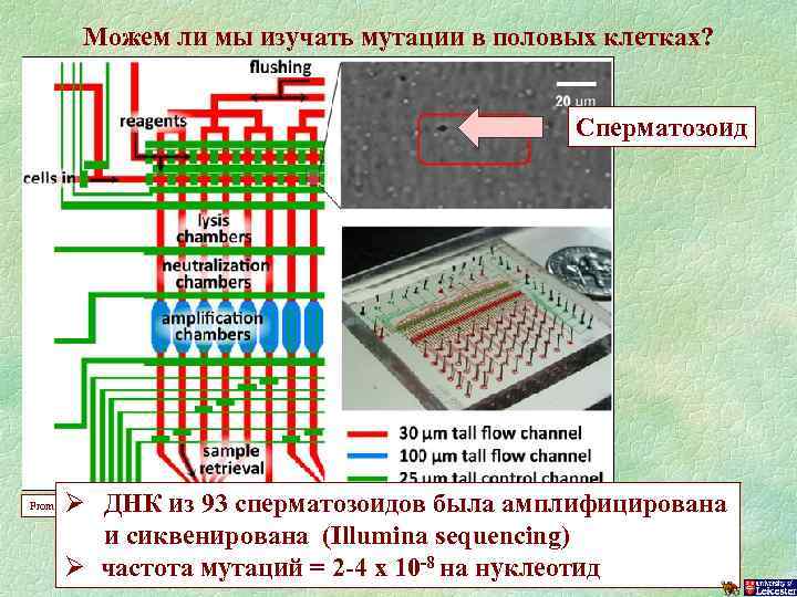 Можем ли мы изучать мутации в половых клетках? Сперматозоид Ø ДНК из 93 сперматозоидов