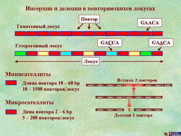 Инсерции и делеции в повторяющихся локусах Повтор GAACA Гомогенный локус GACCA Гетерогенный локус GAACA