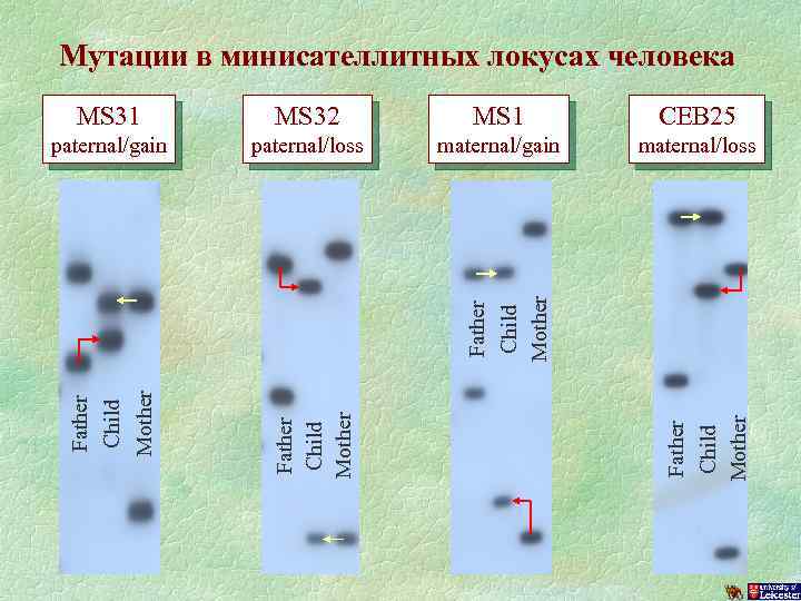 Мутации в минисателлитных локусах человека MS 32 MS 1 CEB 25 paternal/gain paternal/loss maternal/gain