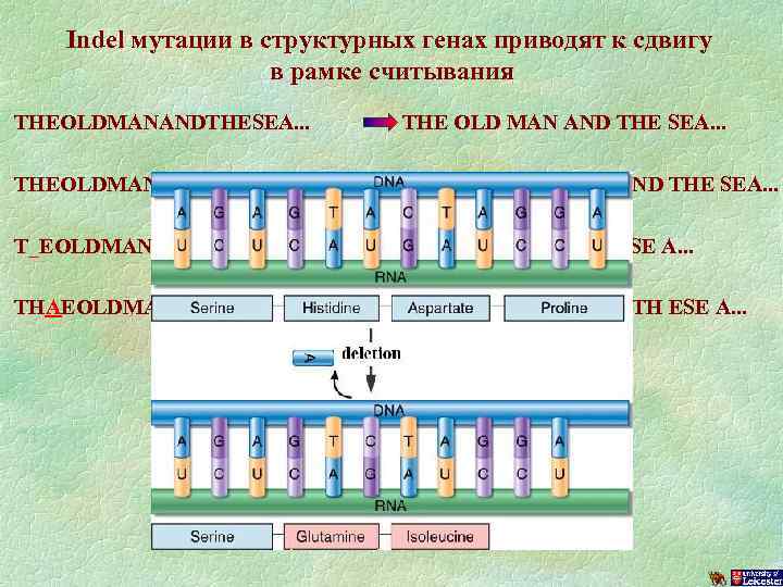 Открытая рамка считывания это. Сдвиг рамки считывания в генной мутации. Мутации типа сдвига рамки считывания. Генные мутации со сдвигом и без сдвига рамки считывания. Рамка считывания.