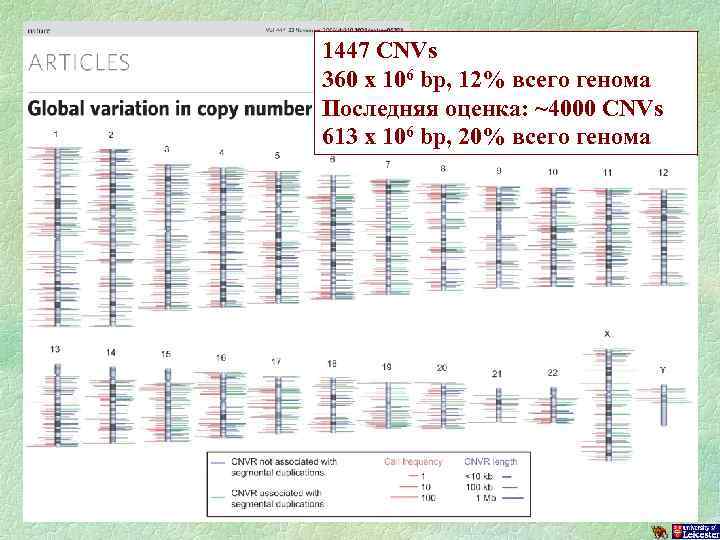 1447 CNVs 360 x 106 bp, 12% всего генома Последняя оценка: ~4000 CNVs 613